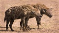 Two hyenas