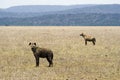 Two hyenas standing, watching