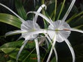 TWO HYMENOCALLIS SPECIOSA FLOWERS WITH WHITE PETALS AND GREEN LEAVES Royalty Free Stock Photo