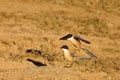 Two Iberian magpies Cyanopica cooki coupling on the dry golden grass