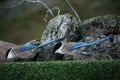 Two Iberian magpies Cyanopica cooki siting on the green grass with stones in background