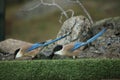 Two Iberian magpies Cyanopica cooki siting on the green grass with stones in background