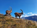 Two ibex on Augsmatthorn summit on a meadow in autumn Royalty Free Stock Photo