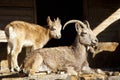 Two Ibex in Captivity Royalty Free Stock Photo