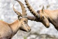 Two ibex fawn fighting Royalty Free Stock Photo