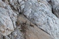 Two ibex fighting on a rought terrain Royalty Free Stock Photo