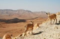 Two ibexes on the cliff at Ramon Crater.