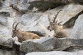 two ibexes are lying on a stony rock face with horns raised high Royalty Free Stock Photo