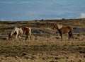 Two Icelandic horses eating on a pasture Royalty Free Stock Photo