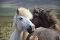 Two Icelandic horses, grooming each other.