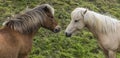 Two Icelandic Horses Royalty Free Stock Photo