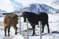 Two Icelandic horses on a meadow in winter Royalty Free Stock Photo