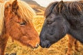 Two Icelandic horses nuzzle