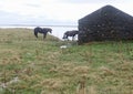 Two Icelandic horses and an old ruin