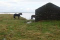 Two Icelandic horses and an old ruin