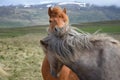 Two Icelandic horses, one looking over the other. Chestnut and dapple gray Royalty Free Stock Photo