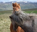 Two Icelandic horses, one looking over the other. Chestnut and dapple gray. Royalty Free Stock Photo