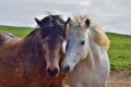 Two Icelandic horses put their heads in friendship together. Royalty Free Stock Photo