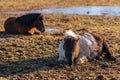 Two Icelandic horses resting in a spring pasture