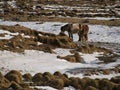 Two Icelandic horses on a snow-covered meadow Royalty Free Stock Photo