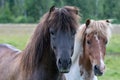 Beautiful portrait of two Icelandic horses beside each other Royalty Free Stock Photo