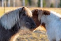 Two Icelandic horses standing face to face Royalty Free Stock Photo