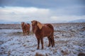 Icelandic horse in the winter landscape of Iceland Royalty Free Stock Photo