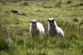 Two Icelandic lambs standing in green grass in Iceland Royalty Free Stock Photo