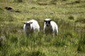 Two Icelandic lambs standing in green grass in Iceland Royalty Free Stock Photo