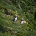 Two Icelandic puffins at remote islands in Iceland, summer, 2015 Royalty Free Stock Photo