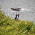 Two Icelandic puffins at remote islands in Iceland, summer, 2015 Royalty Free Stock Photo