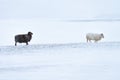 Two Icelandic sheep one black,one white walking across bleak wild snowscape