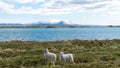 Two Icelandic sheep with white fur, Iceland Royalty Free Stock Photo