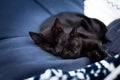 Sleeping black kittens on a bed Royalty Free Stock Photo