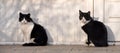 Two identical black and white cat Royalty Free Stock Photo