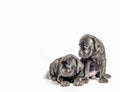 two identical twin puppies of breed canecorso on a white background Royalty Free Stock Photo