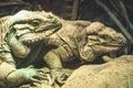 Two iguana lizards - closeup photograph
