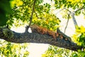 Two iguana lizards lying on tree in Honduras Royalty Free Stock Photo