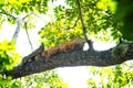 Two iguana lizards lying on tree in Honduras