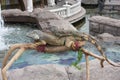 Two iguanas on the background of the water basin Royalty Free Stock Photo