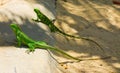 Two iguanas at a beach in the windward islands