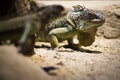 Two Iguanas Royalty Free Stock Photo