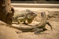 Two Iguanas Royalty Free Stock Photo