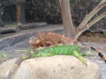 two iguanas fall in love Royalty Free Stock Photo