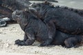 Two iguanas posing on a beach in the Galapagos Islands Royalty Free Stock Photo