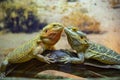 Two iguanas sitting on a log face to each other Royalty Free Stock Photo