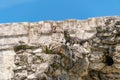 Two iguanas standing on the edge of an ancient mayan stone wall Royalty Free Stock Photo