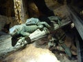 Two iguanas in terarium Royalty Free Stock Photo