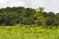 Tree with two iguanas on shoreline, Panama Royalty Free Stock Photo