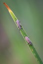 two images of a mating Water-Lily Reed Beetle Donacia crassipes sitting on a green reed leaf with green background by a pond